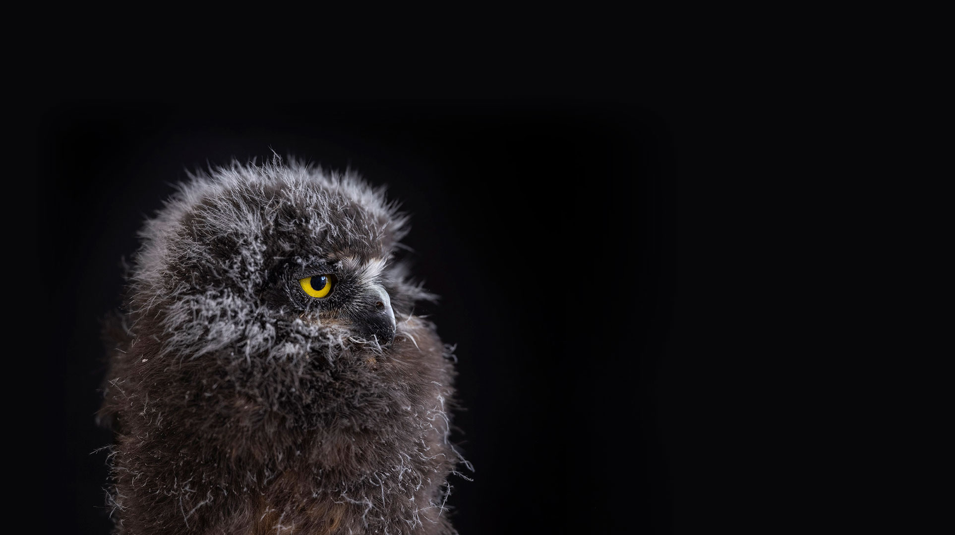 Home - BirdCare Aotearoa