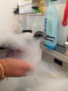 A little bird covered in soapy water being held over a sink
