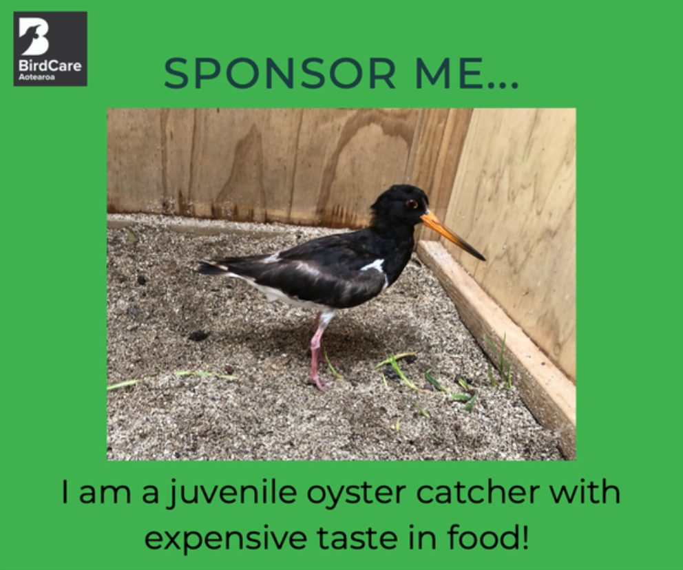 A juvenile oyster catcher with expensive taste in food! BirdCare Aotearoa