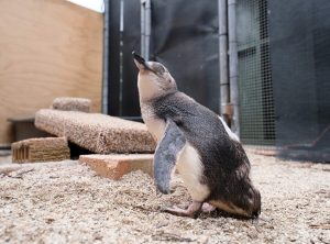 Penguin in current waterbird enclosure