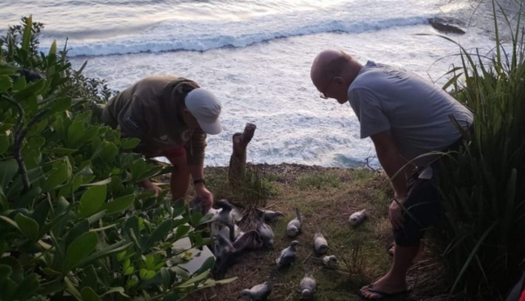 Locals at Bethells Beach releasing petrels at dusk 