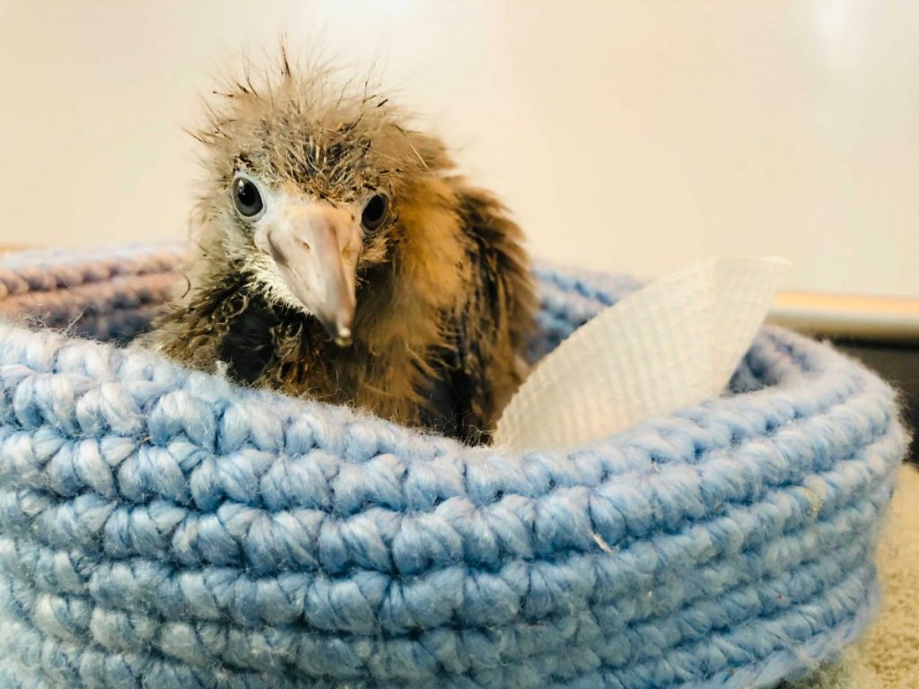 A baby heron sitting in a blue nest lined with paper towels, looking at the camera