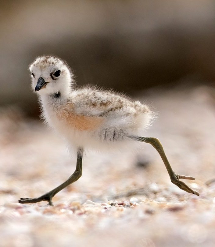 A dotteroal chick running