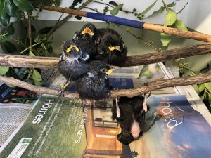 Four baby tui sitting on a series of branches in a cage. A fifth tui hangs upside-down from a branch facing away from the camera.