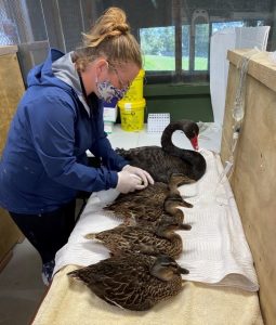 Ducks and black swan with botulism being cared for at BirdCare Aotearoa