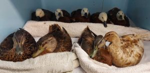 Ducks with botulism recovering at BirdCare Aotearoa