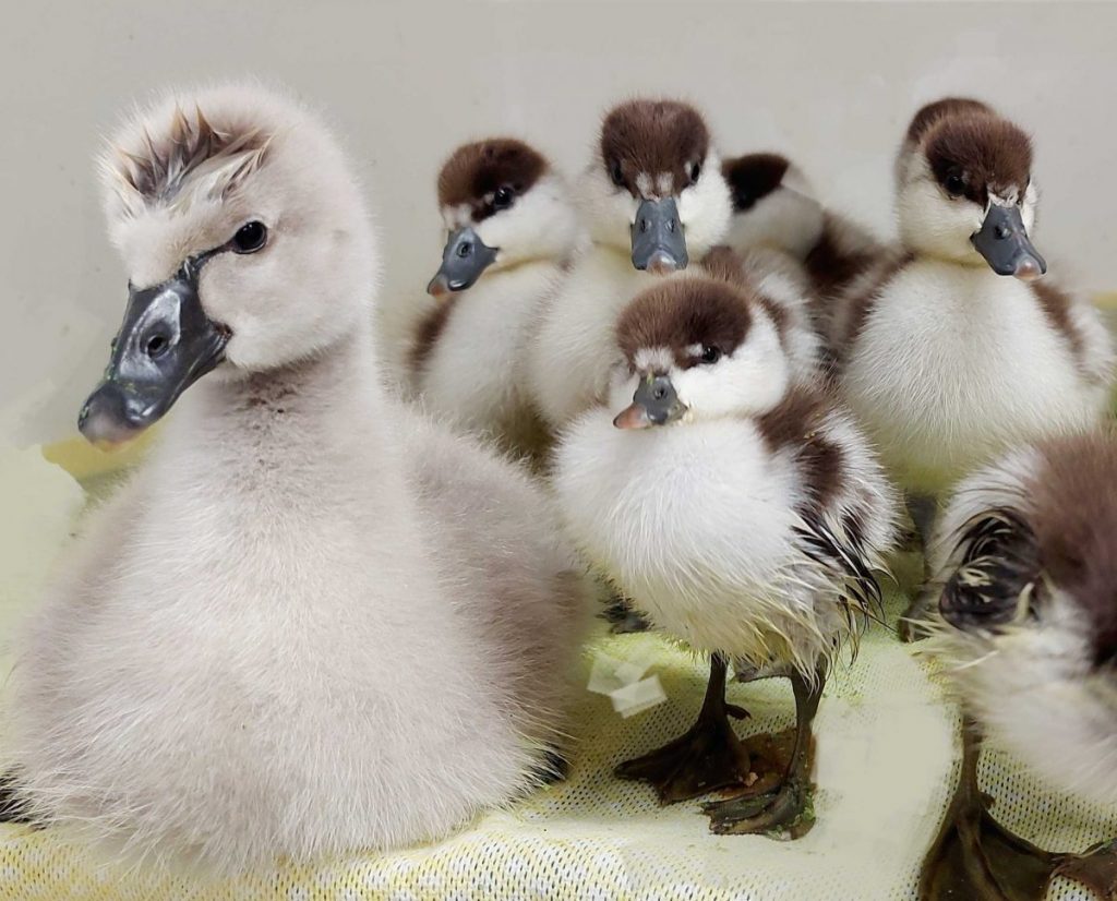 Paradise ducklings next to a cygnet