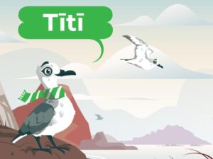 Help us save Tītī (Cook’s petrel)